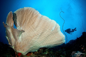 A diver explores a Mushroom coral. Bunaken, Manado, Sulaw... by Filip Staes 